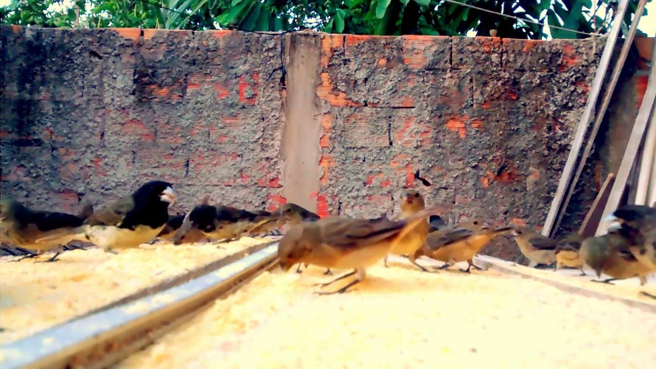 Canto De Papa Capim Siu Siu Bando De Papa Capim E Tiziu Se Alimentando Soltos Youtube