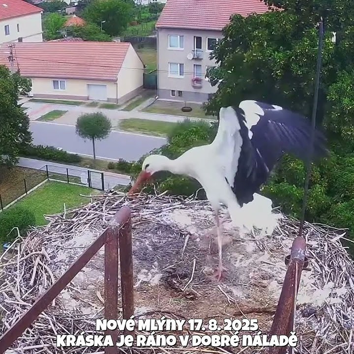 Novískova kráska strávila sama noc na hnízdě, ráno z toho měla upřímnou radost ❤️