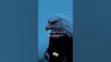 أفلا ينظرون إلى الإبل كيف خلقت | القارئ عبد الرحمن . مسعد#تلاوة _هادئة #تلاوة