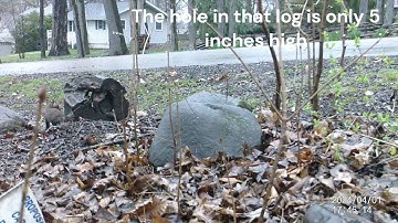 Colladay Fox Kits 2024 04 02