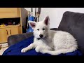 white shepherd puppy reacts to music