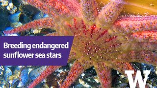 Star(fish)-crossed lovers: The weird and wonderful world of breeding sea  stars – W&M News