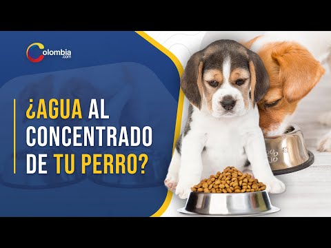 Video: Comida Seca Para Perros: Daño O Beneficio