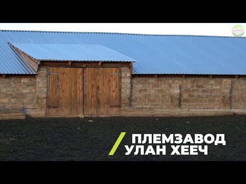 Видео: Улаан лоолийн мозайк