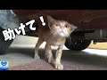 車の下で悲しそうな目をして助けを求めていた子猫。保護されると愛らしい猫へと見事な成長を遂げる【感動】