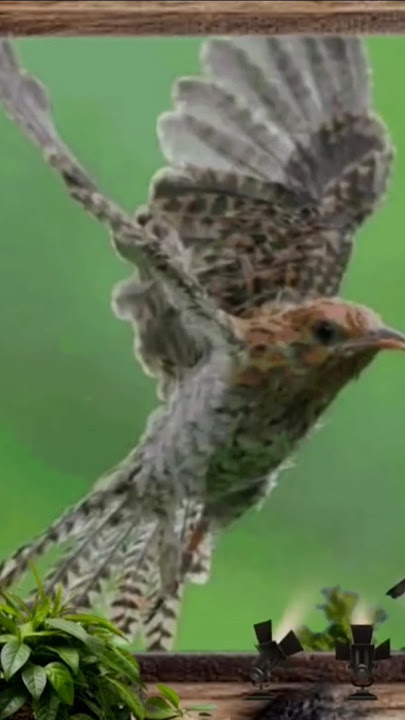 Suara burung Kedasih dipercaya sebagai penyambung pesan antara alam manusia dan alam spiritual