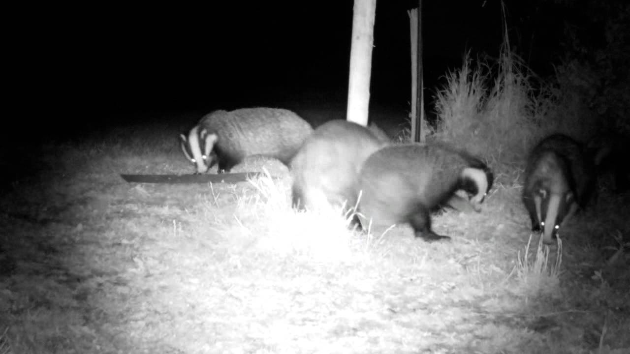 biteable 01/07/2013 Snappy Badger (with audio)