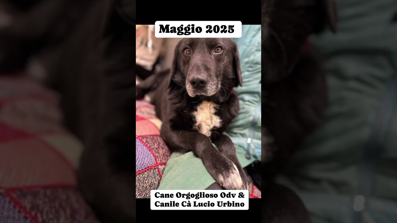Cane Orgoglioso OdV