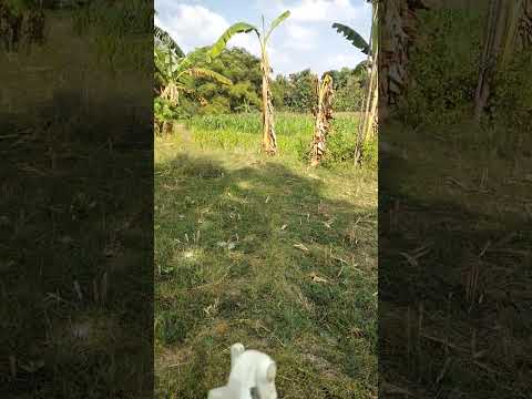 rumput tegalan pra