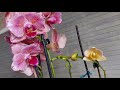 Орхоновости. Уход за новинкой, орхидея Лас-Вегас её цветоносы и корни, результаты пересадок