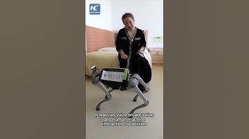 Chinese university develops robotic guide dog to better aid visually impaired