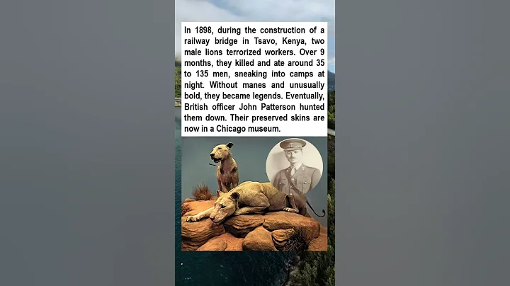 The Tsavo Man-Eaters: Two Lions That terrorized Kenya and Killed Over 100 Men#shorts  #facts