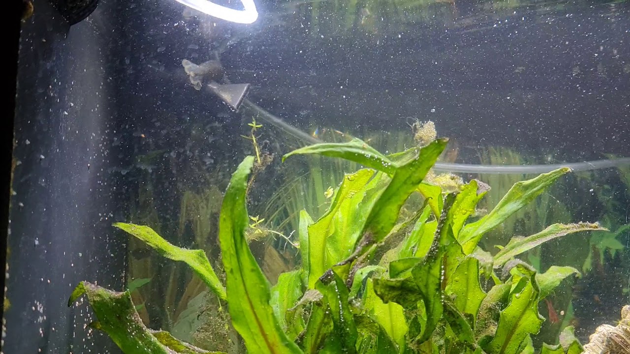 Bob the Armoured Shrimp