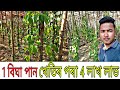 পান খেতি এইদৰে কৰিলে অধিক লাভ/বছৰি 4লাখ আয় কৰক / তামোল গছ নোহোৱাকৈ পান খেতি/ Betel leaf cultivation