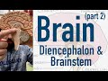 Brain: Diencephalon and Brainstem
