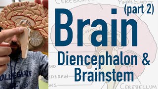 Brain: Diencephalon and Brainstem