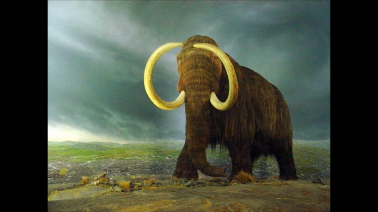 Размеры мамонта и слона. Как называется песня мамонт. Как называется песня мамонт. Мамонт итан. Как называется песня мамонт.
