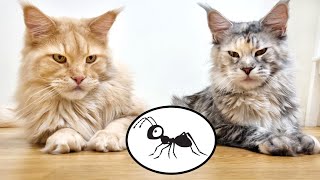 Tiny Ant vs Big Maine Coon Cats!