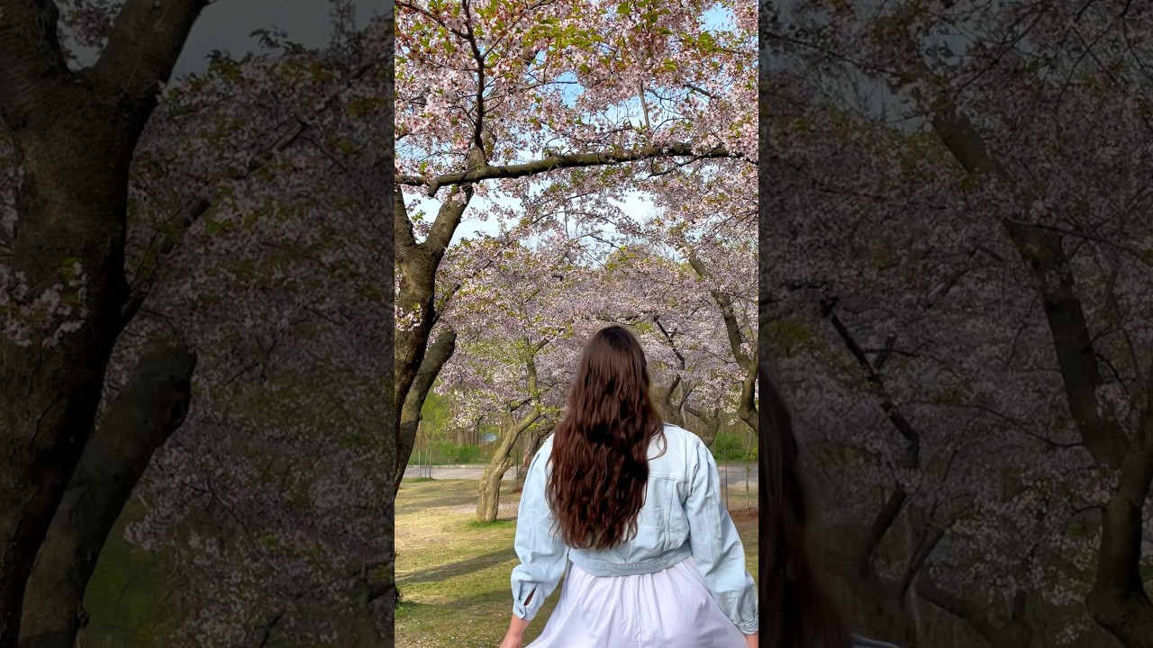 Toronto cherry blossom guide🌸 (in description)⬇️