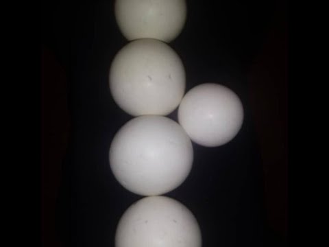       اللونسداليت اسعار الماس السداسي