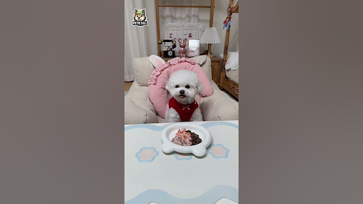 Elza love to eat chiken | #dogfood #puppy #cutepuppy #dog #pets #shorts