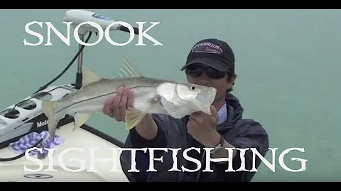 Snook in sight fishing with Capt. Tim Daugherty