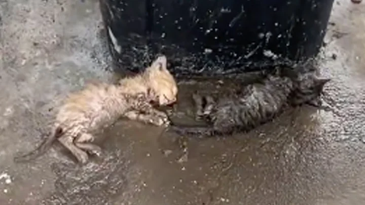 Passed out next to the trash can, the two poor exhausted kittens cried out weakly for help