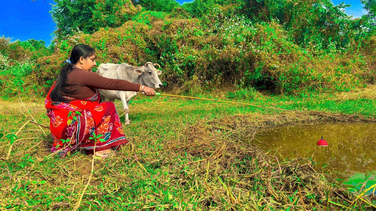 Fishing video || The village girl is training feral cow to fishing in the ditch || Hook fishing