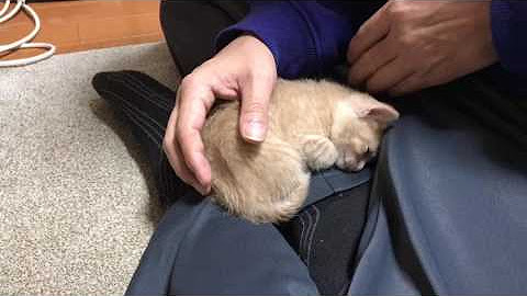 YouTube 国内年間トップトレンド 猫 動画