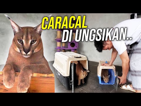 Video: Fitur Memelihara Caracal Di Rumah