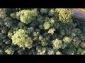La forêt de Marly-le-Roi