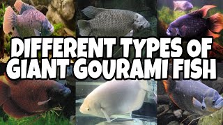 Types Of Giant Gourami Fish