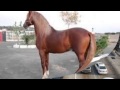 Descargar Los Mejores Corridos De Caballos De Laberinto - AZTECKDJ1 Descargar Los Mejores Corridos De Caballos De Laberinto - AZTECKDJ1