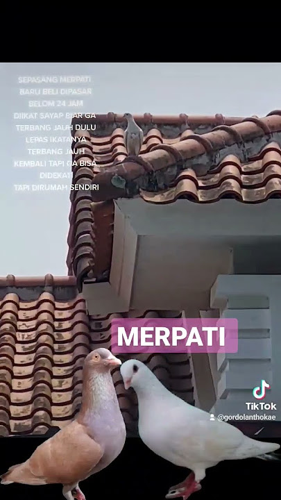 Pecinta merpati pernah mengalami ini pasti #merpati #merpatikolong #merpatibalap #merpatipos