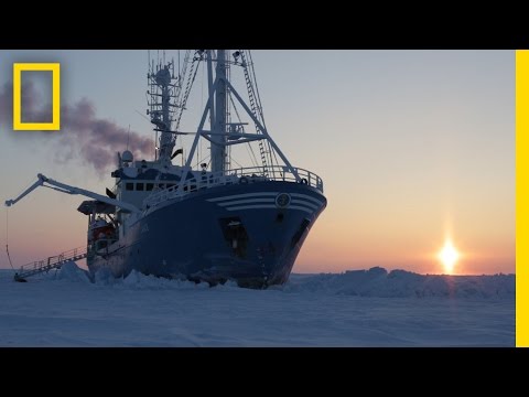 Drifting With The Ice: Life On An Arctic Expedition | National Geographic