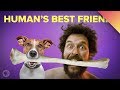 The History and Domestication of Dogs