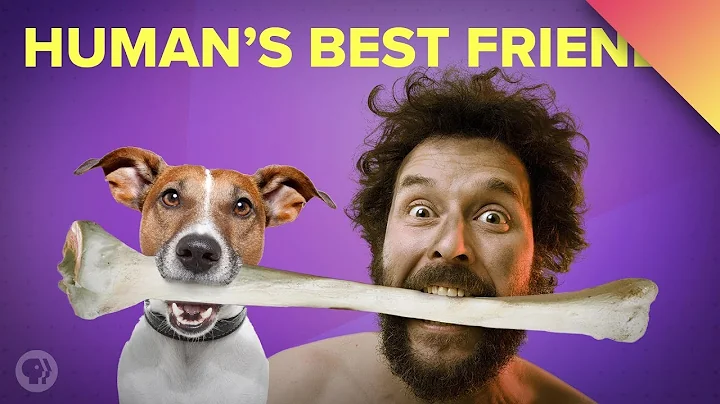 How Dogs Became Our Best Friends (ft. MinuteEarth!) - DayDayNews