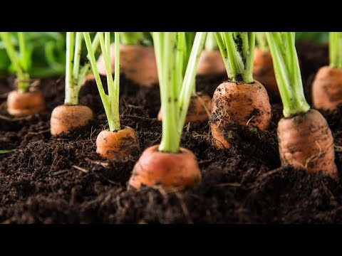 Video: Grow Carrot Tops: Uzgoj šargarepe iz vrhova šargarepe