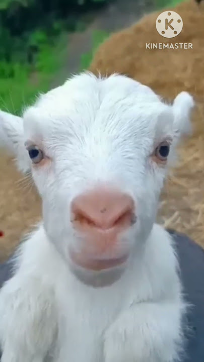 goat's voice
