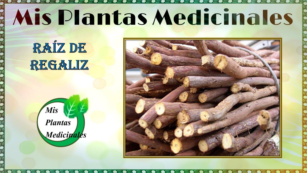 Regaliz planta medicinal para que sirve Propiedades y... Doovi Regaliz planta medicinal para que sirve Propiedades y... Doovi