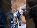 Horses enjoy the farrier #funny #horse #horselife #love #funnyvideos