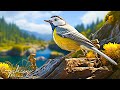 Chirping melody 44  piano music and forest harmony 4