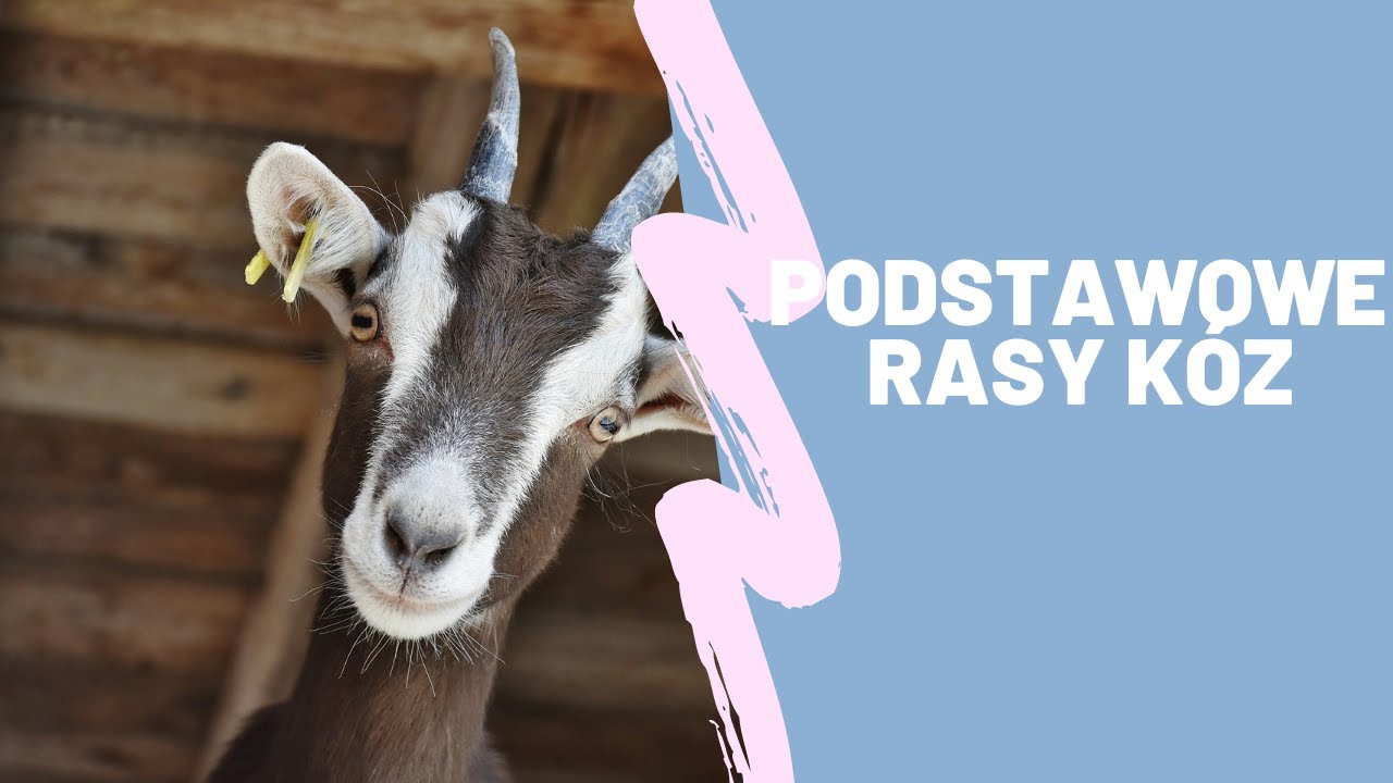 Podstawowe rasy kóz