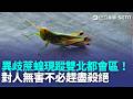雙北驚見綠色怪蟲入侵高樓！民眾疑蝗害肆虐 專家曝高溫促進發育｜三立新聞LIVE