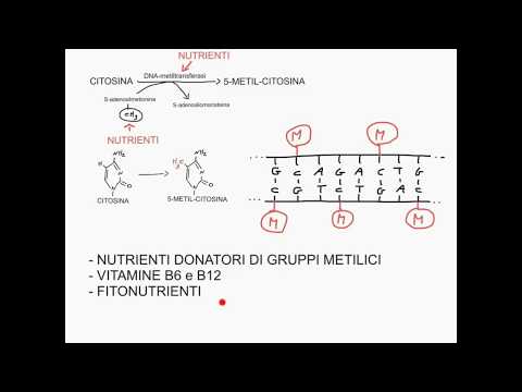 Video: La Profilazione Combinata Di Una Sola Cellula Dell'espressione E Della Metilazione Del DNA Rivela Regolazione Ed Eterogeneità Di Giunzione