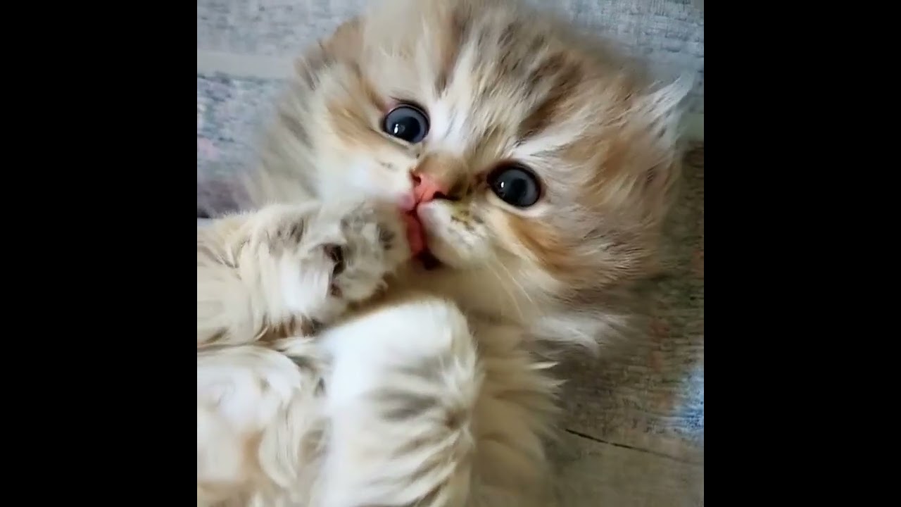 Adorable Fluffy Kitten Playfully Moves in Baby Crib - Heartwarming Moments! 🐾💖💖
