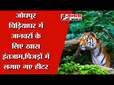 Jodhpur Zoo : जोधपुर चिड़ियाघर में जानवरों के लिए खास इंतजाम,पिजड़ों में लगाए गए हीटर