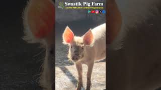 amazing Pigs.Farm Visit.#piggery#swastikpigfarm #pig #businessideas #piggerybusiness#business #facts