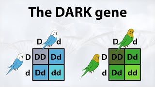 This is what the DARK GENE does to your budgie! by Budgie World 24,149 views 3 years ago 8 minutes, 18 seconds