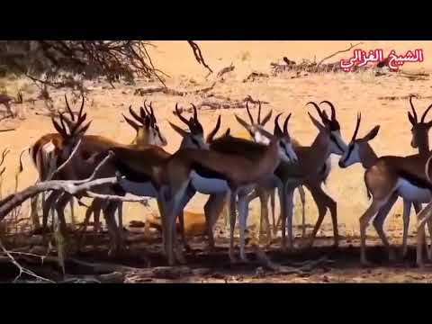 الفنان ادم الطيب غزل سبي البكي